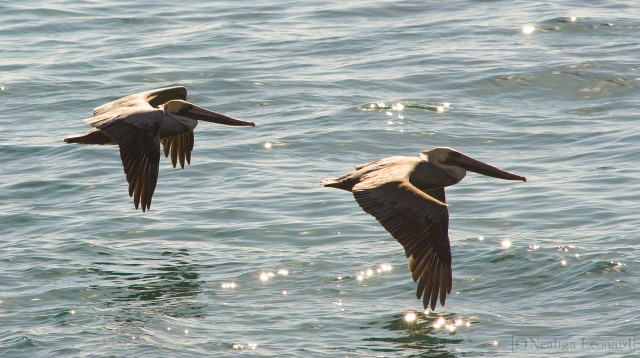Brown Pelicans skimming the water - the lead pelican does not seem hindered by the loss of an eye