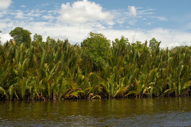 Nipa Palms (Nypa fruticans) growing along the banks of the river delta
