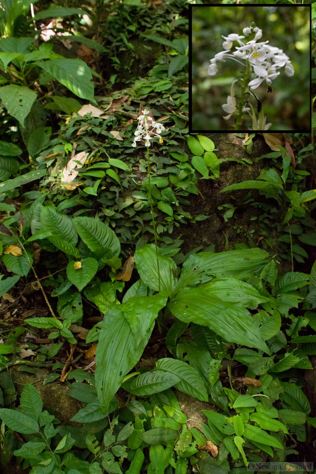 Large ground orchid in the Borneo rainforest 