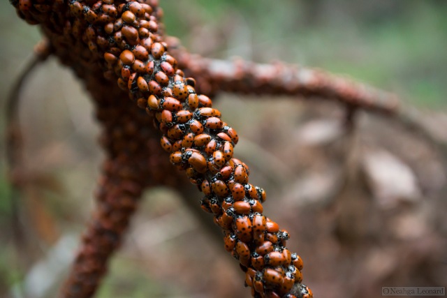 Hippodamia convergens covering a branch